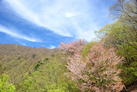 新緑の尾根を歩く　　明神岳～千石山_c0303868_07041627.jpg