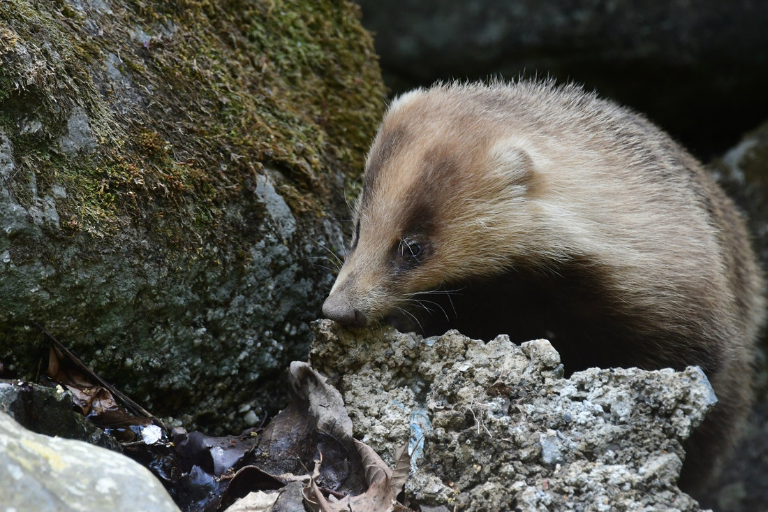 アナグマと カワガラス巣立ち雛_f0053272_23240972.jpg