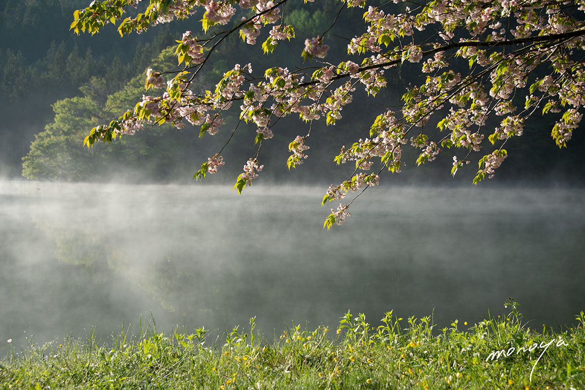 桜　_c0085877_06293012.jpg