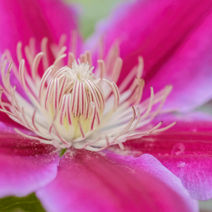 Clematis_e0243382_05394133.gif