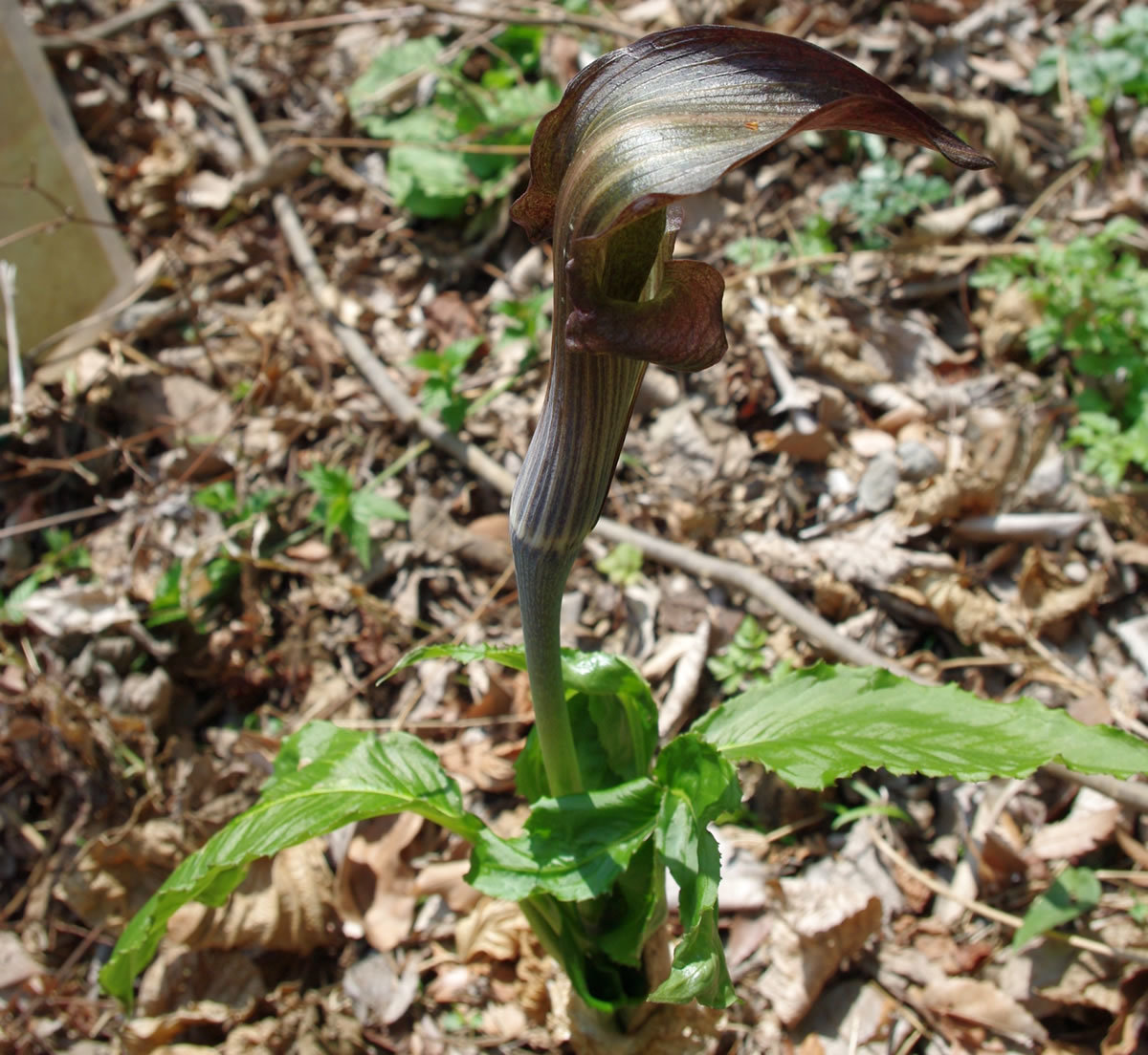 花と山野草/多摩森林科学園の春-1_b0123486_10574375.jpg