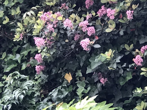 e0397389_15434545.jpeg