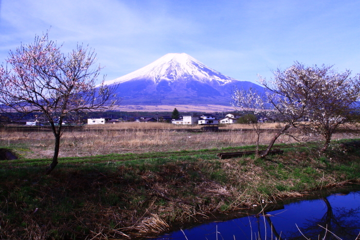 令和元年5月の富士（4）新名庄川の花桃と富士_e0344396_16485760.jpg