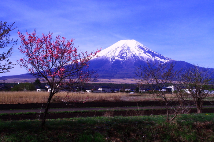 令和元年5月の富士（4）新名庄川の花桃と富士_e0344396_16490688.jpg