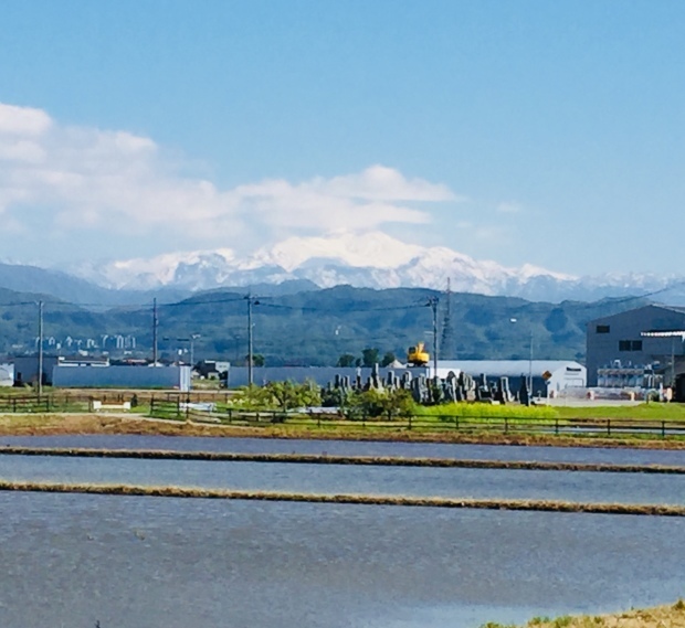 青葉が爽やかな頃になりました。_b0140797_18432249.jpeg