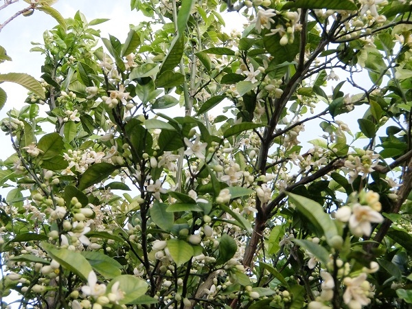 シトラスの爽やかな香り。_c0119197_15265659.jpg