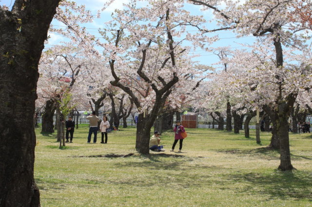 道南桜名所めぐり その１ 森町 青葉が丘公園 今日の鳥さん