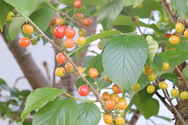 サクランボ_a0260500_10522290.jpg