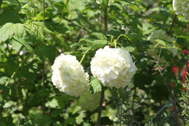 白くてまるいビバーナム スノーボールです 神戸布引ハーブ園 ハーブガイド ハーブ花ごよみ
