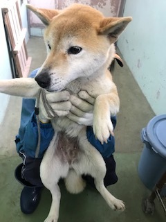5月の里親会・譲渡会_f0242002_13262603.jpg