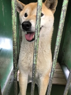 5月の里親会・譲渡会_f0242002_13263285.jpg