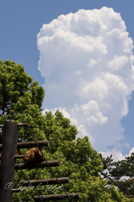 浜松市動物園　２０１９年５月４日　その１_e0398403_19275506.jpg