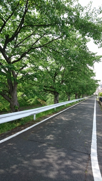 目には青葉_a0122205_18032230.jpg