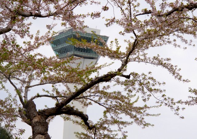 道南の桜名所めぐり(函館市、森町、松前町）_a0345007_17275205.jpg