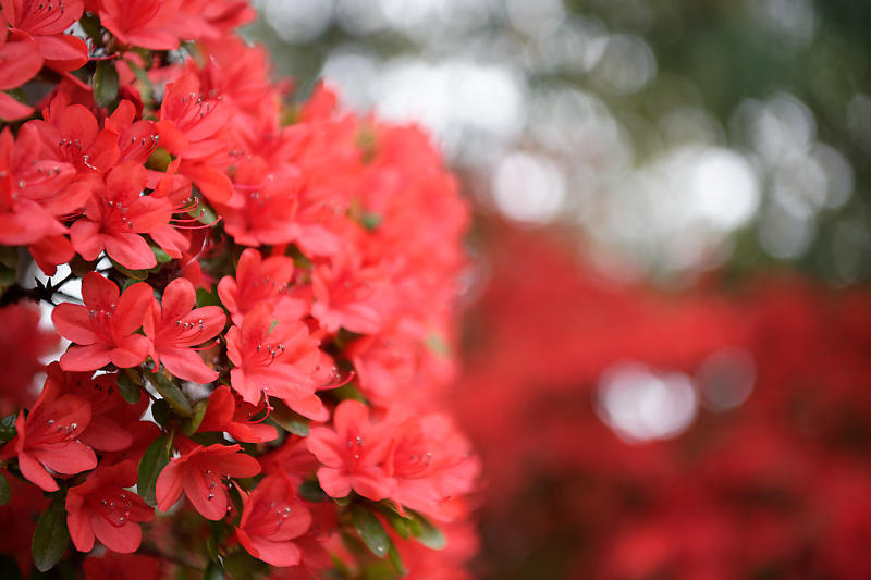 初夏の花巡り・霧島躑躅@梅宮大社_f0032011_21073219.jpg