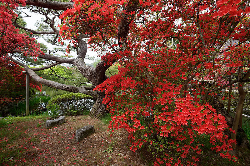 初夏の花巡り・霧島躑躅@梅宮大社_f0032011_21073239.jpg
