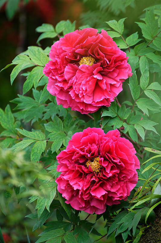 初夏の花巡り・霧島躑躅@梅宮大社_f0032011_21073242.jpg