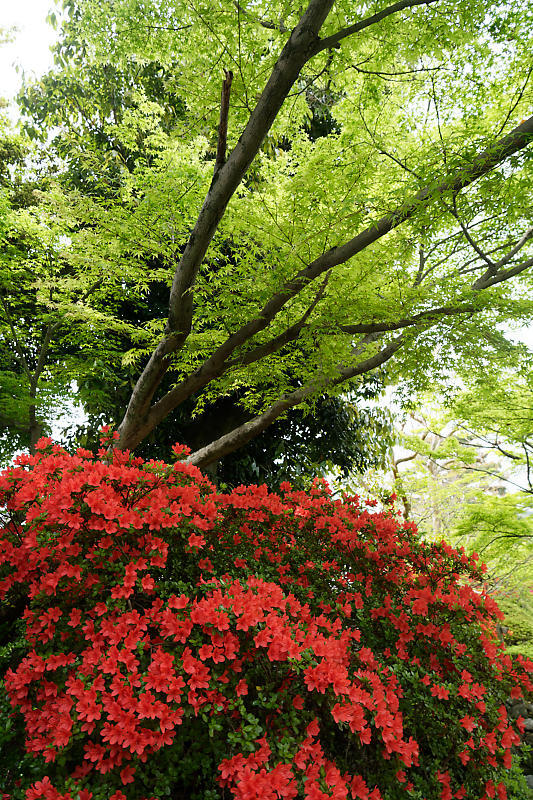 初夏の花巡り・霧島躑躅@梅宮大社_f0032011_21073285.jpg