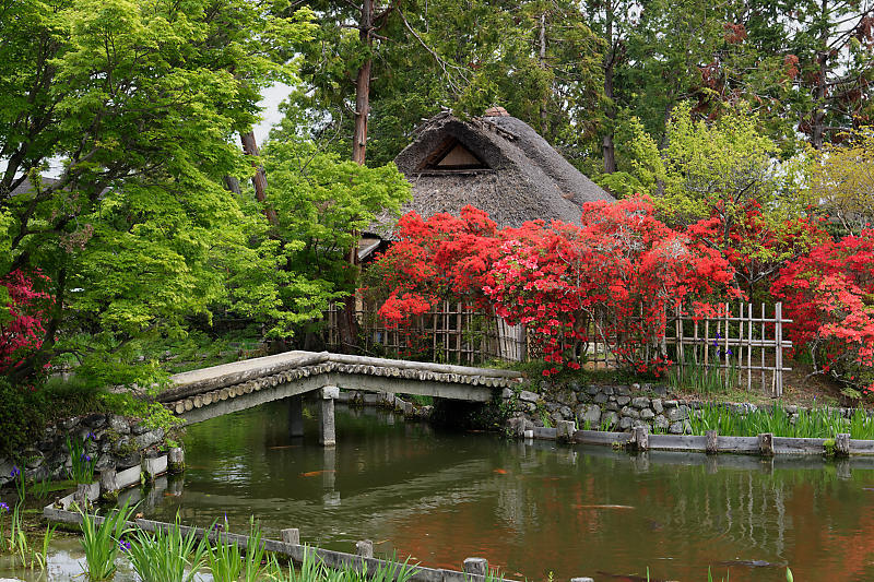 初夏の花巡り・霧島躑躅@梅宮大社_f0032011_21073287.jpg