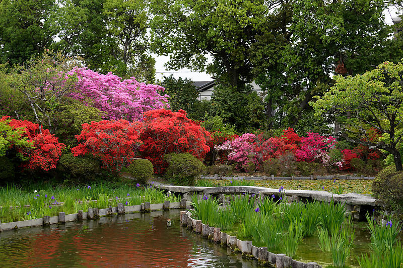 初夏の花巡り・霧島躑躅@梅宮大社_f0032011_21073321.jpg