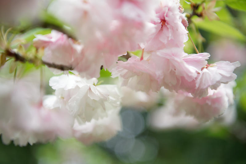初夏の花巡り・霧島躑躅@梅宮大社_f0032011_21113113.jpg