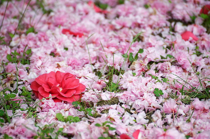 初夏の花巡り・霧島躑躅@梅宮大社_f0032011_21113191.jpg
