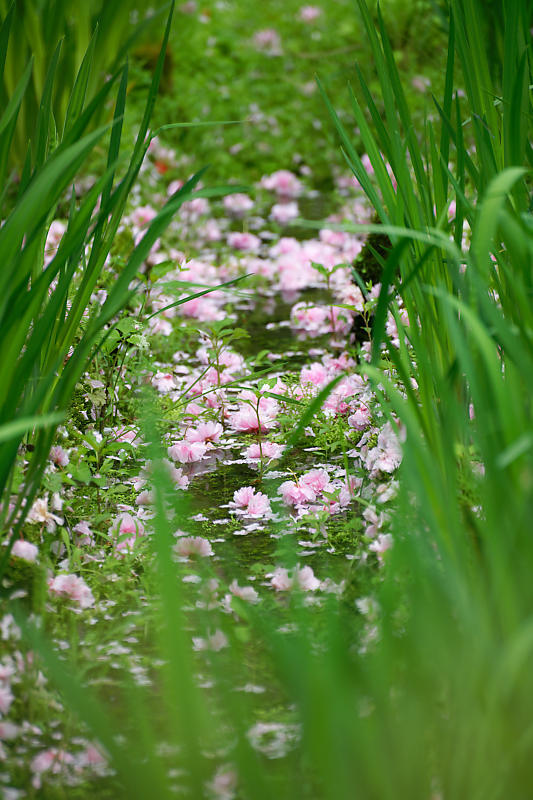 初夏の花巡り・霧島躑躅@梅宮大社_f0032011_21113192.jpg