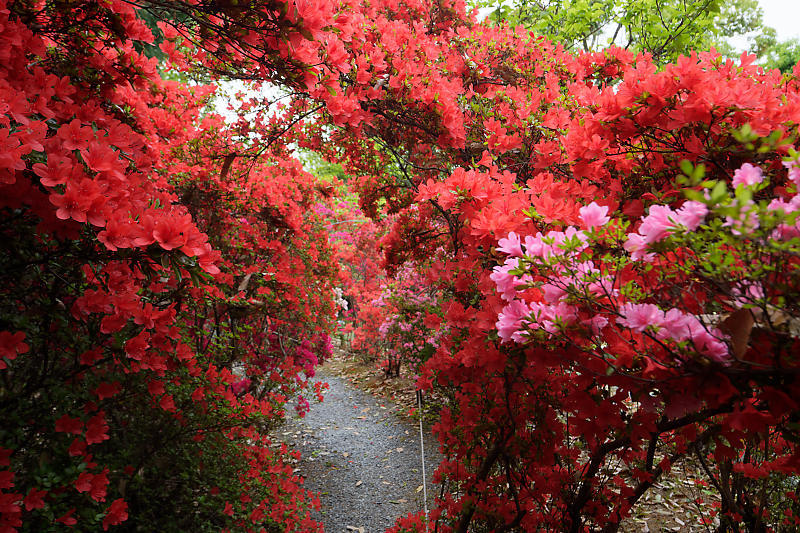 初夏の花巡り・霧島躑躅@梅宮大社_f0032011_21113211.jpg