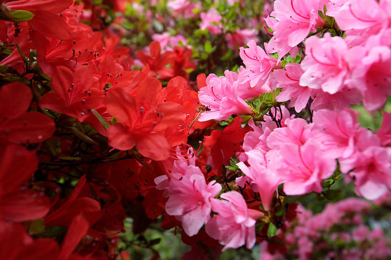 初夏の花巡り・霧島躑躅@梅宮大社_f0032011_21113214.jpg