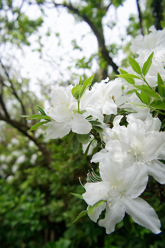 初夏の花巡り・霧島躑躅@梅宮大社_f0032011_21113293.jpg