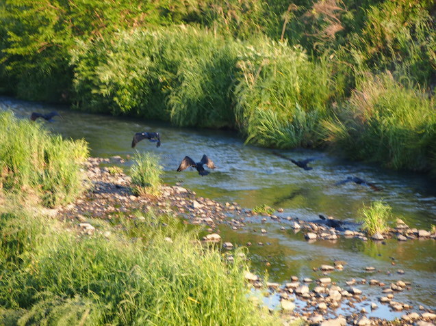 今朝は快晴、夏が来たよう　2019/05/10_d0048812_10232511.jpg