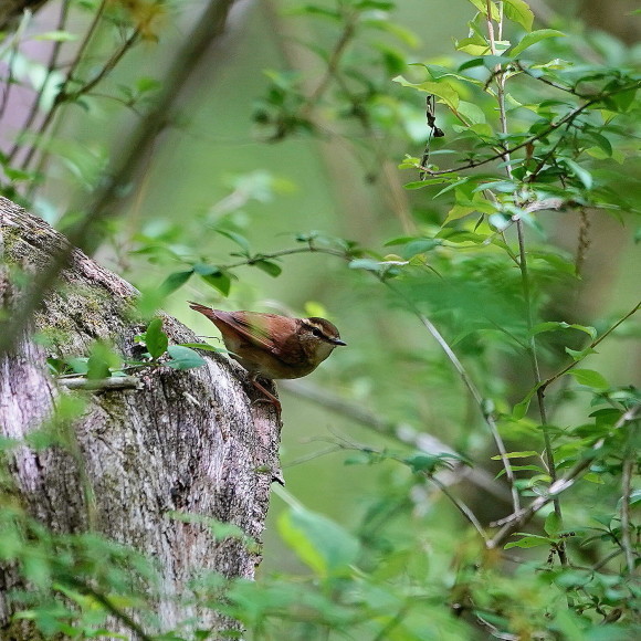 そこら中からヤブサメの鳴声が！　　　ＭＢＳ_d0346713_21414577.jpg