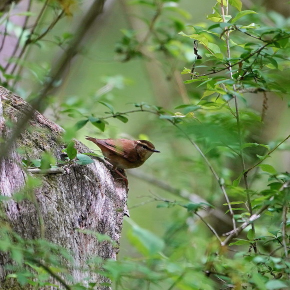 そこら中からヤブサメの鳴声が！　　　ＭＢＳ_d0346713_21415914.jpg