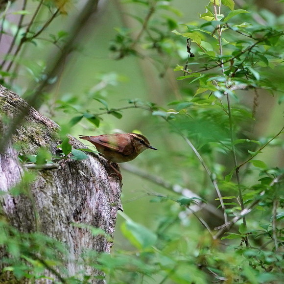 そこら中からヤブサメの鳴声が！　　　ＭＢＳ_d0346713_21420790.jpg