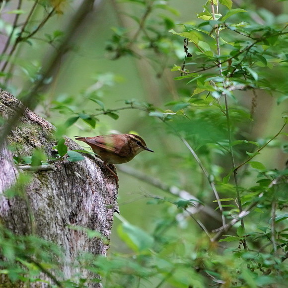 そこら中からヤブサメの鳴声が！　　　ＭＢＳ_d0346713_21421545.jpg