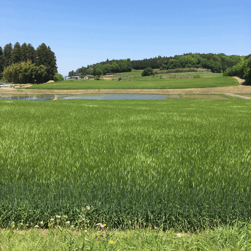 a0222719_13095522.gif