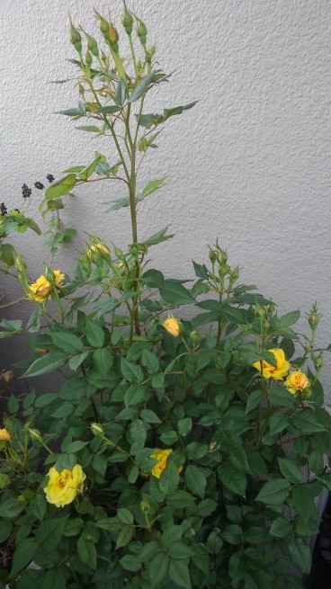 c0236632_22182501.jpg