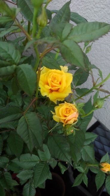 c0236632_22183987.jpg