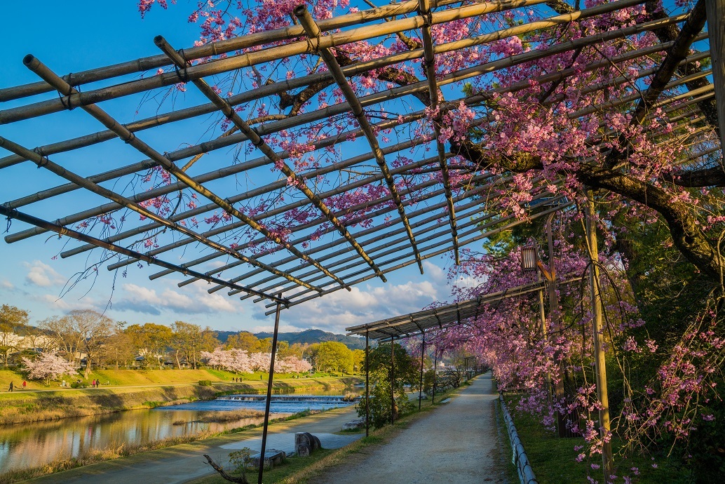 2019京都桜~半木の道_e0363038_11274654.jpg