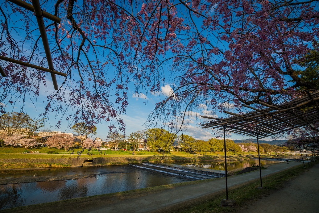 2019京都桜~半木の道_e0363038_11274990.jpg