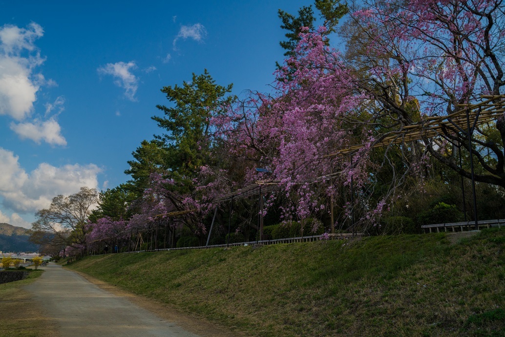 2019京都桜~半木の道_e0363038_11275306.jpg
