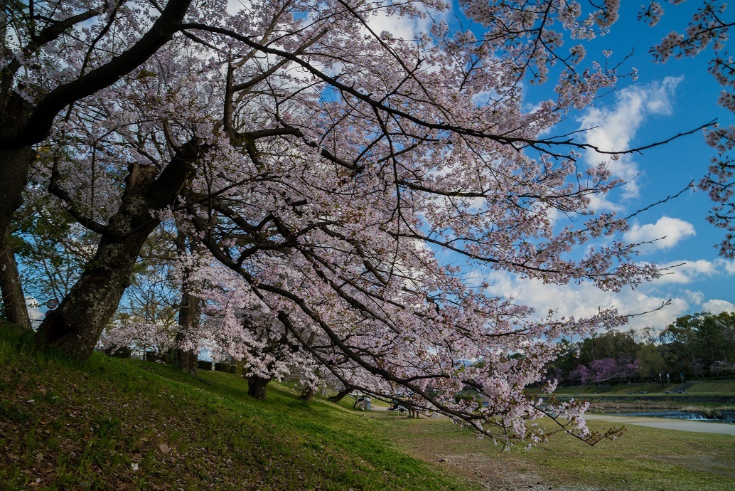 2019京都桜~半木の道_e0363038_11275750.jpg