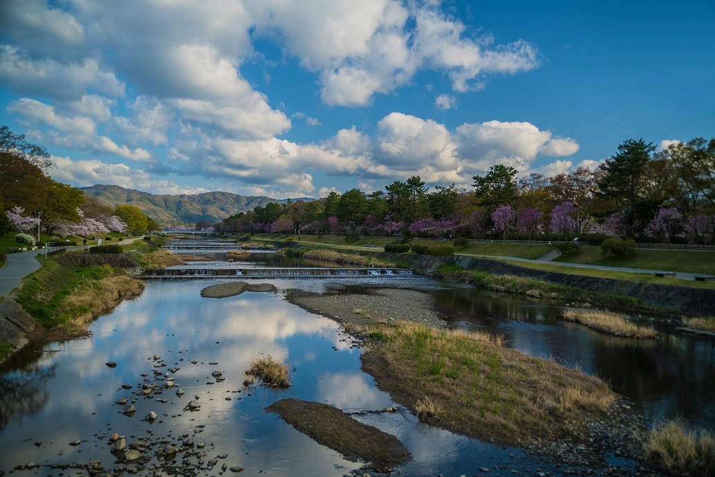 2019京都桜~半木の道_e0363038_11280201.jpg