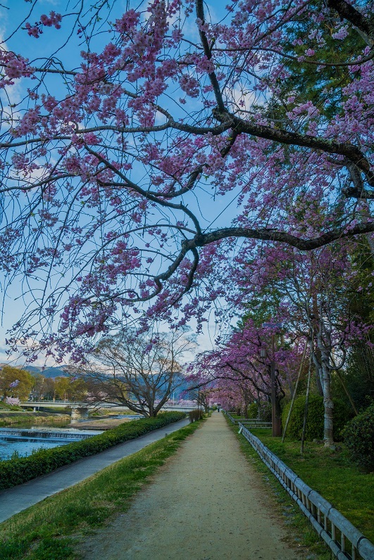 2019京都桜~半木の道_e0363038_11280507.jpg
