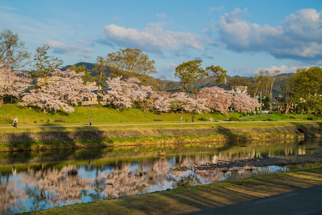 2019京都桜~半木の道_e0363038_11280957.jpg