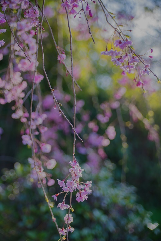 2019京都桜~半木の道_e0363038_11281278.jpg