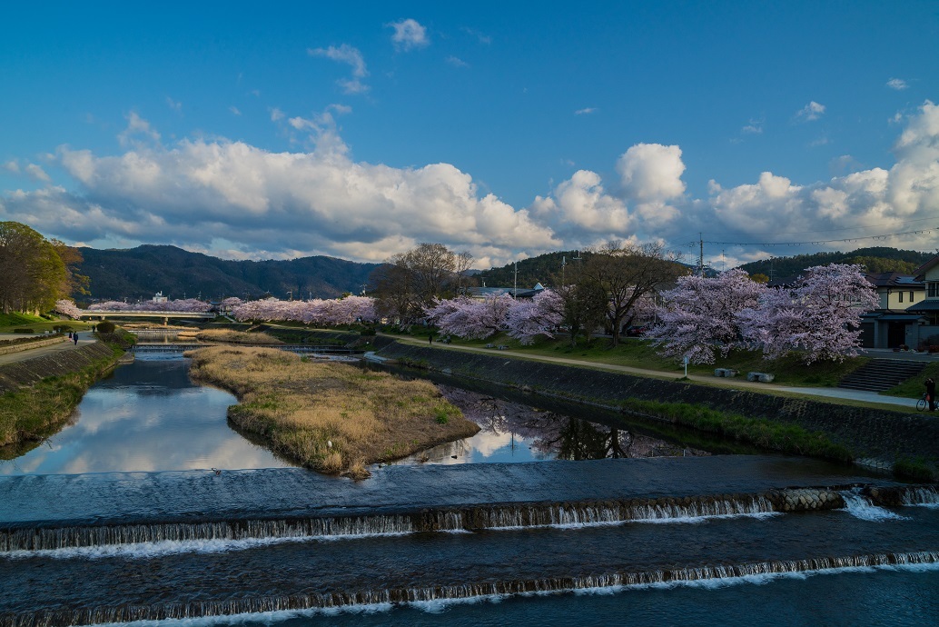 2019京都桜~半木の道_e0363038_11281653.jpg