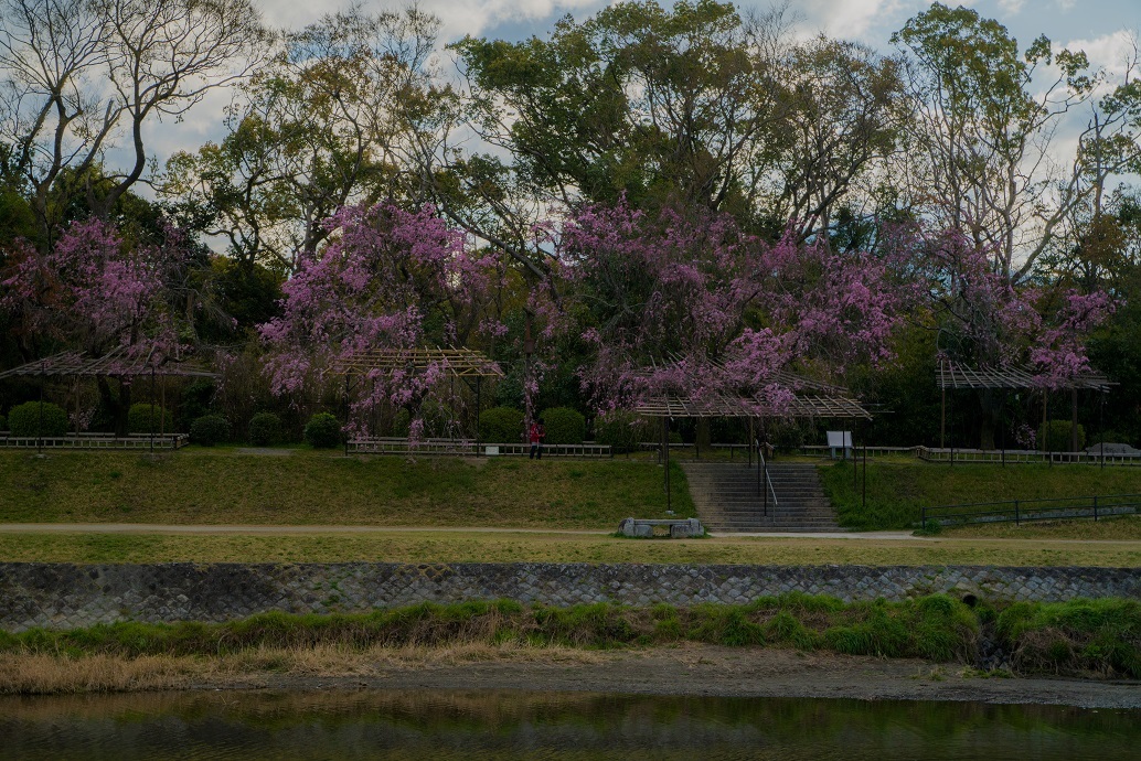 2019京都桜~半木の道_e0363038_11281919.jpg