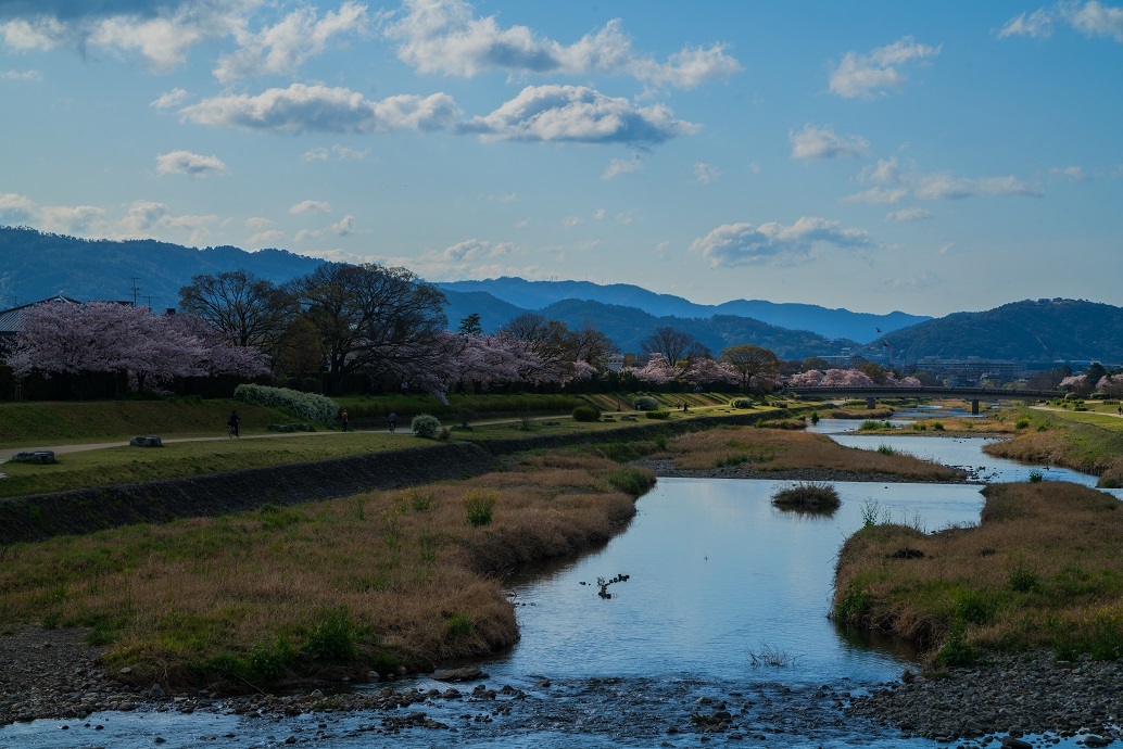 2019京都桜~半木の道_e0363038_11282758.jpg