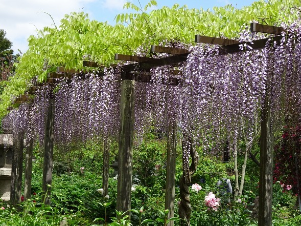 石光寺の藤の花 彩の気まぐれ写真